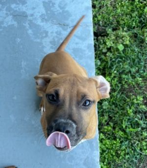 Lucy Pit Bull Terrier Dog
