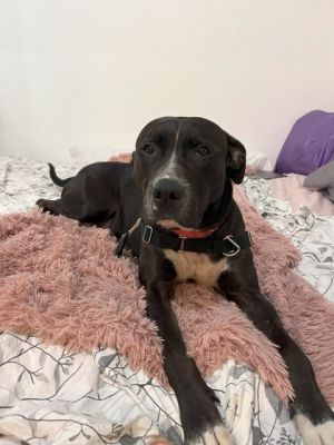 Channel, Young Female Mixed Breed
