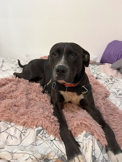Channel, an adoptable Mixed Breed in Montreal, QC, H4P 1X4 | Photo Image 1