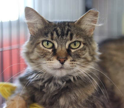 Thelma, an adoptable Domestic Medium Hair, Domestic Short Hair in Walla Walla, WA, 99362 | Photo Image 1