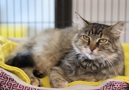 Thelma, an adoptable Domestic Medium Hair, Domestic Short Hair in Walla Walla, WA, 99362 | Photo Image 2