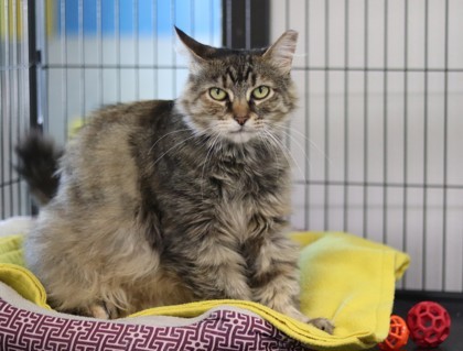 Thelma, an adoptable Domestic Medium Hair, Domestic Short Hair in Walla Walla, WA, 99362 | Photo Image 3