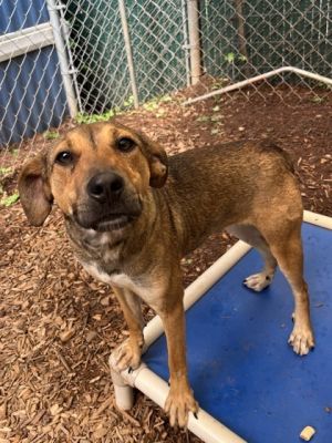 Lola, Adult Female Hound