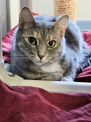 Poppy Seed, Adult Female Domestic Short Hair