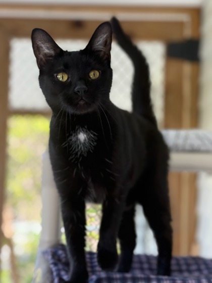 Blackie