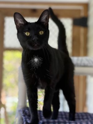 Blackie, Baby Female unknown