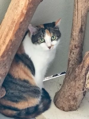 Poppy Seed, Adult Female unknown
