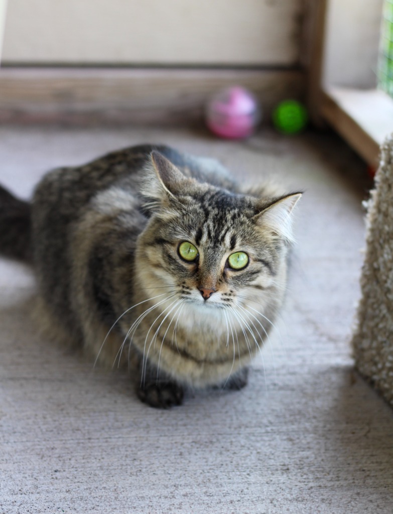 Tatyana, an adoptable Domestic Medium Hair in Ashland, WI, 54806 | Photo Image 1
