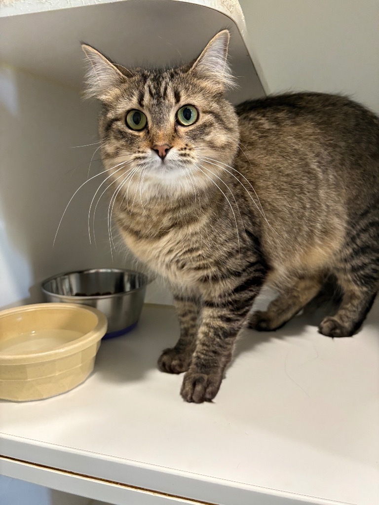 Tatyana, an adoptable Domestic Medium Hair in Ashland, WI, 54806 | Photo Image 2