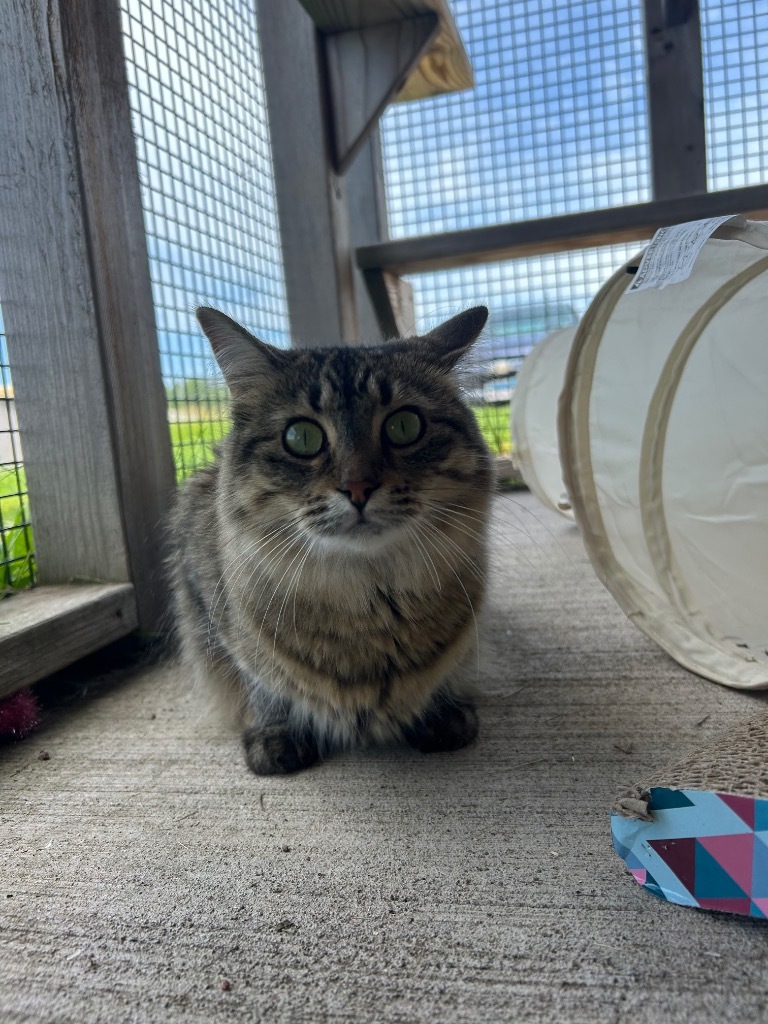 Tatyana, an adoptable Domestic Medium Hair in Ashland, WI, 54806 | Photo Image 3