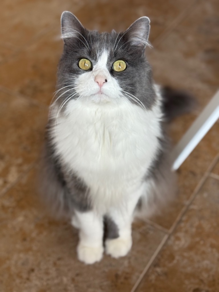 Lilia
