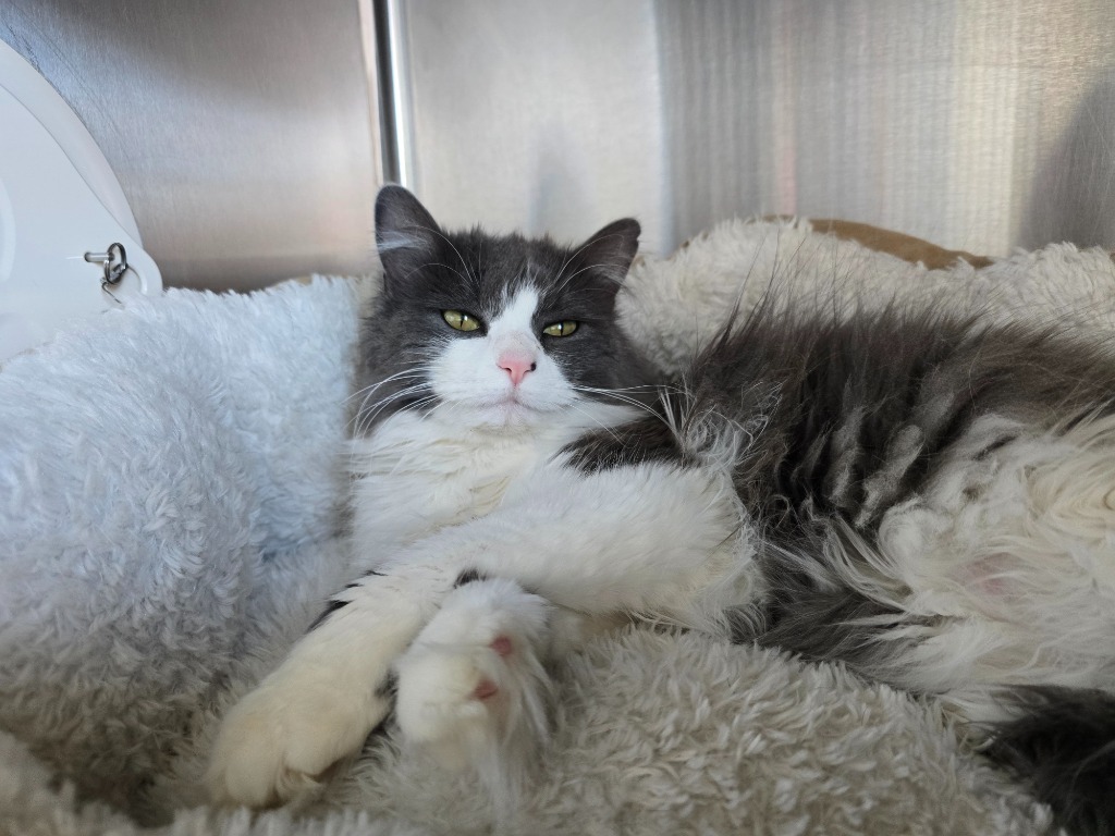 Lilia, an adoptable Domestic Long Hair in Ashland, WI, 54806 | Photo Image 2