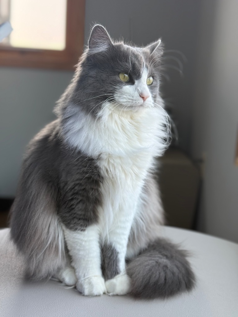 Lilia