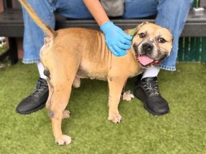 Wrench, Adult Male Mixed Breed