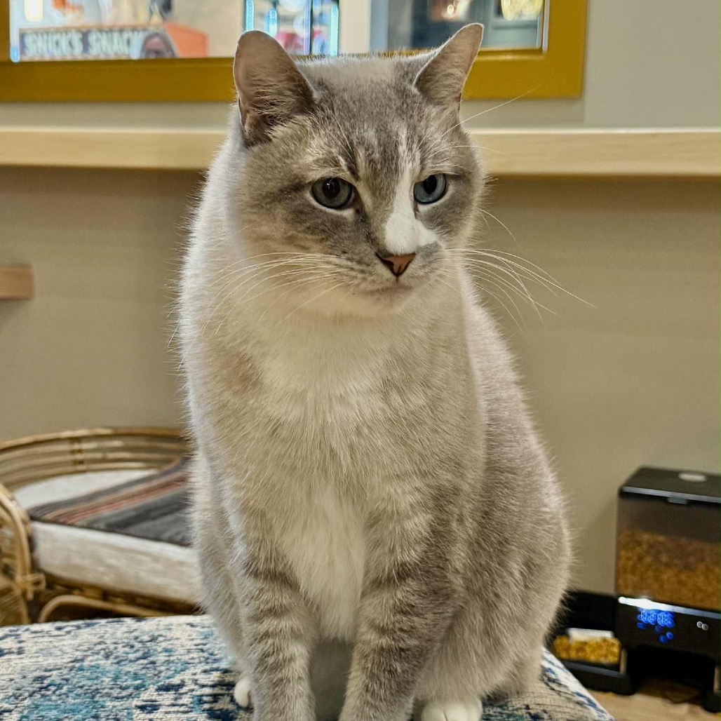 Merlin