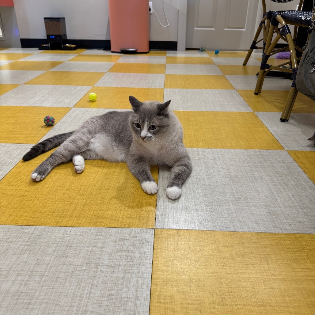 Merlin