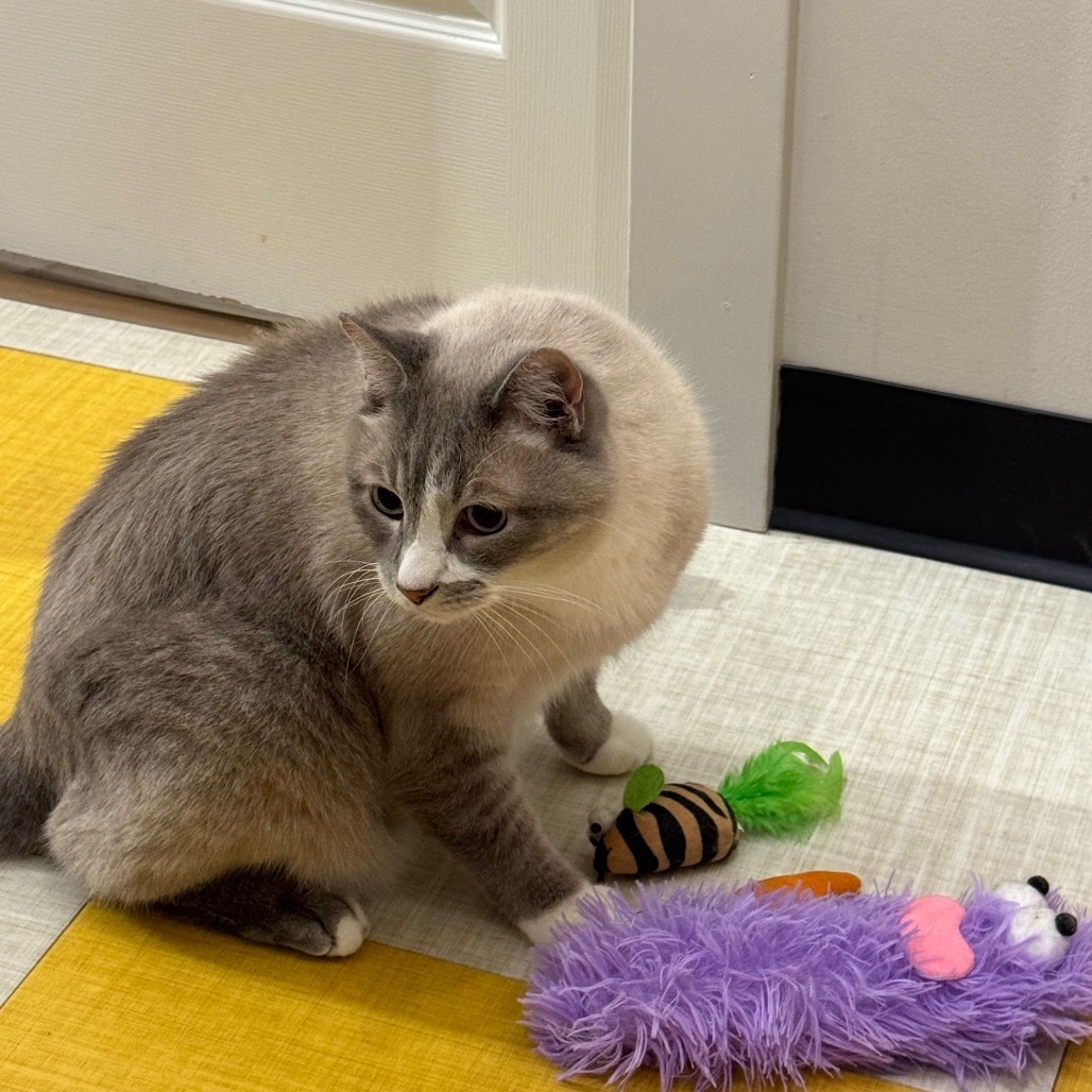 Merlin, an adoptable Siamese in Wichita, KS, 67208 | Photo Image 3
