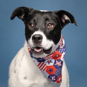 Maeve, Young Female Mixed Breed