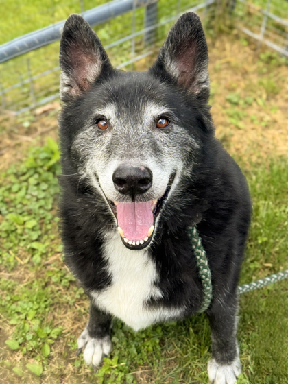 Koda