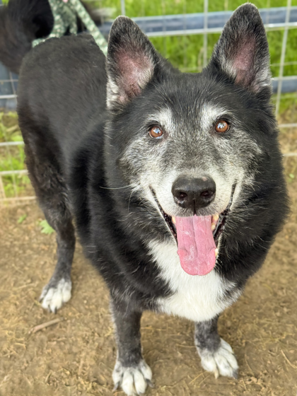 Koda