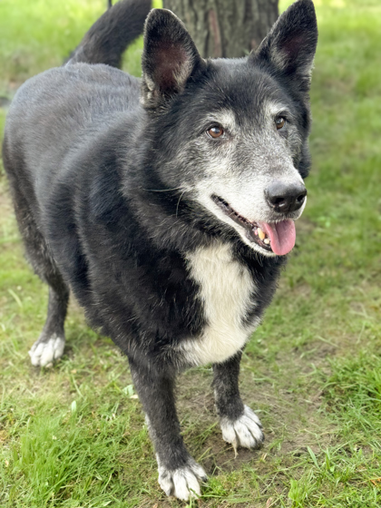 Koda