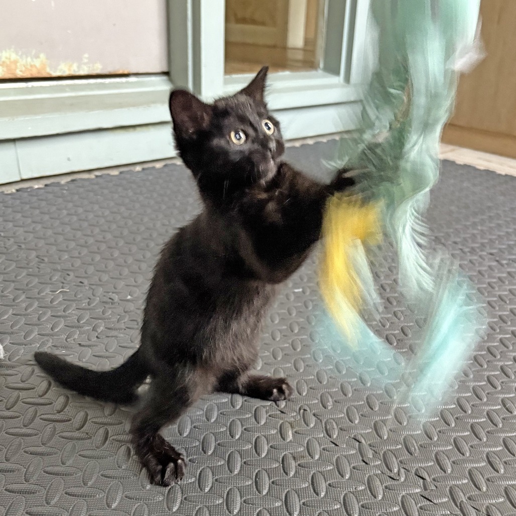 Pesto, an adoptable Domestic Short Hair in Wichita, KS, 67208 | Photo Image 1