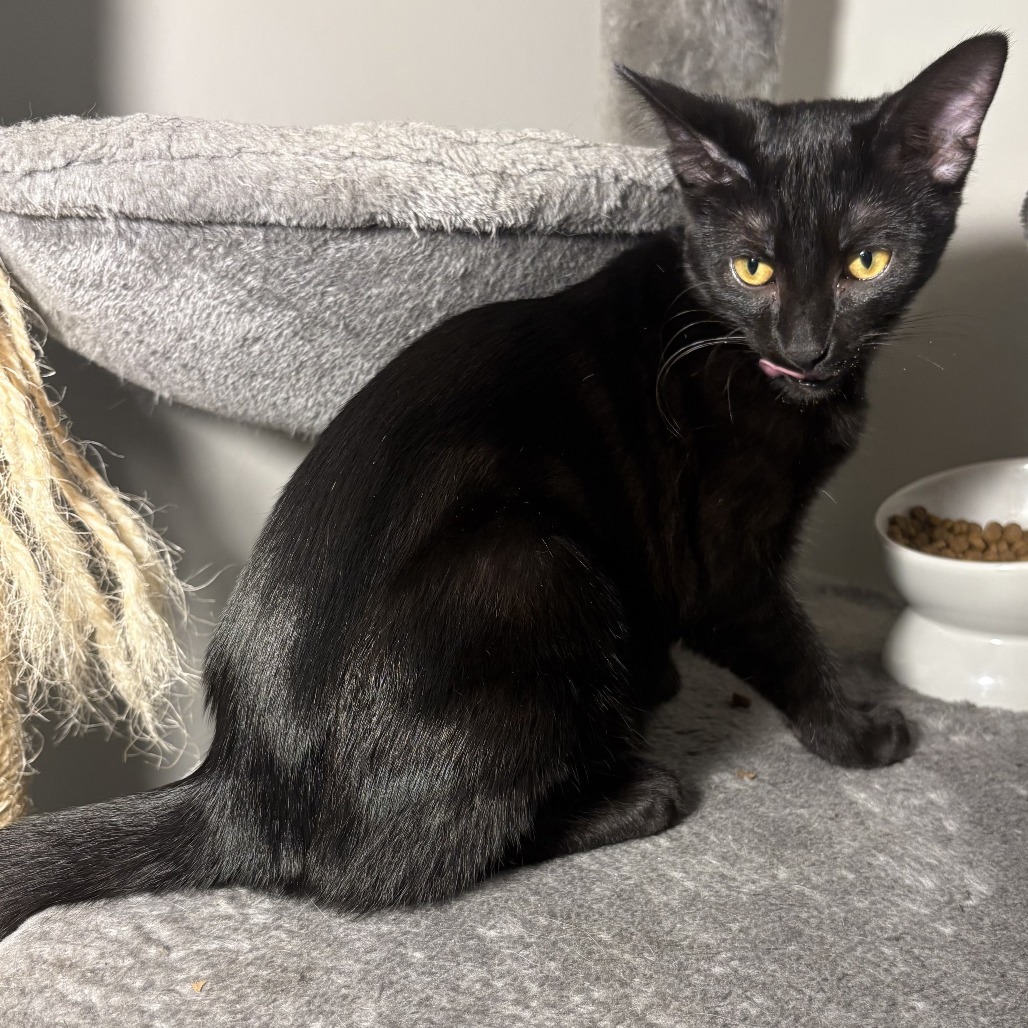 Pesto, an adoptable Domestic Short Hair in Wichita, KS, 67208 | Photo Image 1