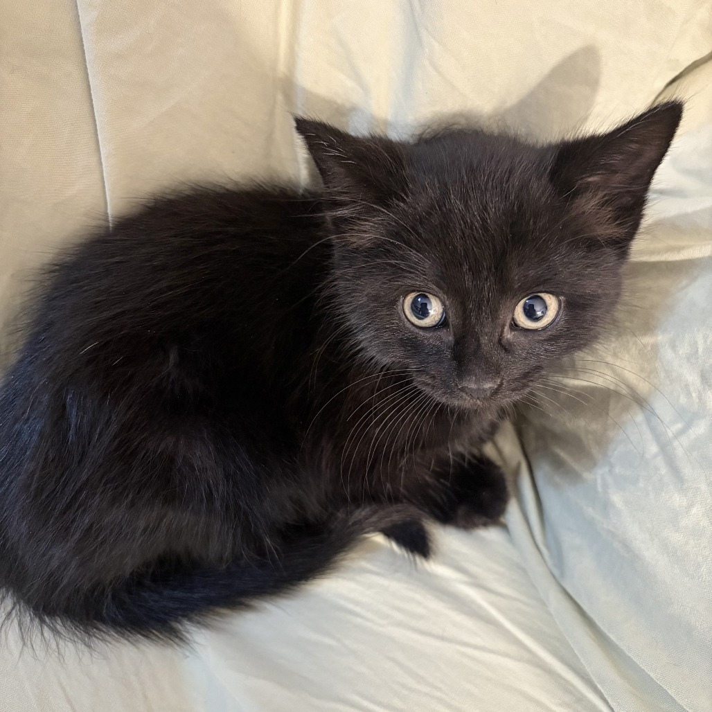 Pesto, an adoptable Domestic Short Hair in Wichita, KS, 67208 | Photo Image 2