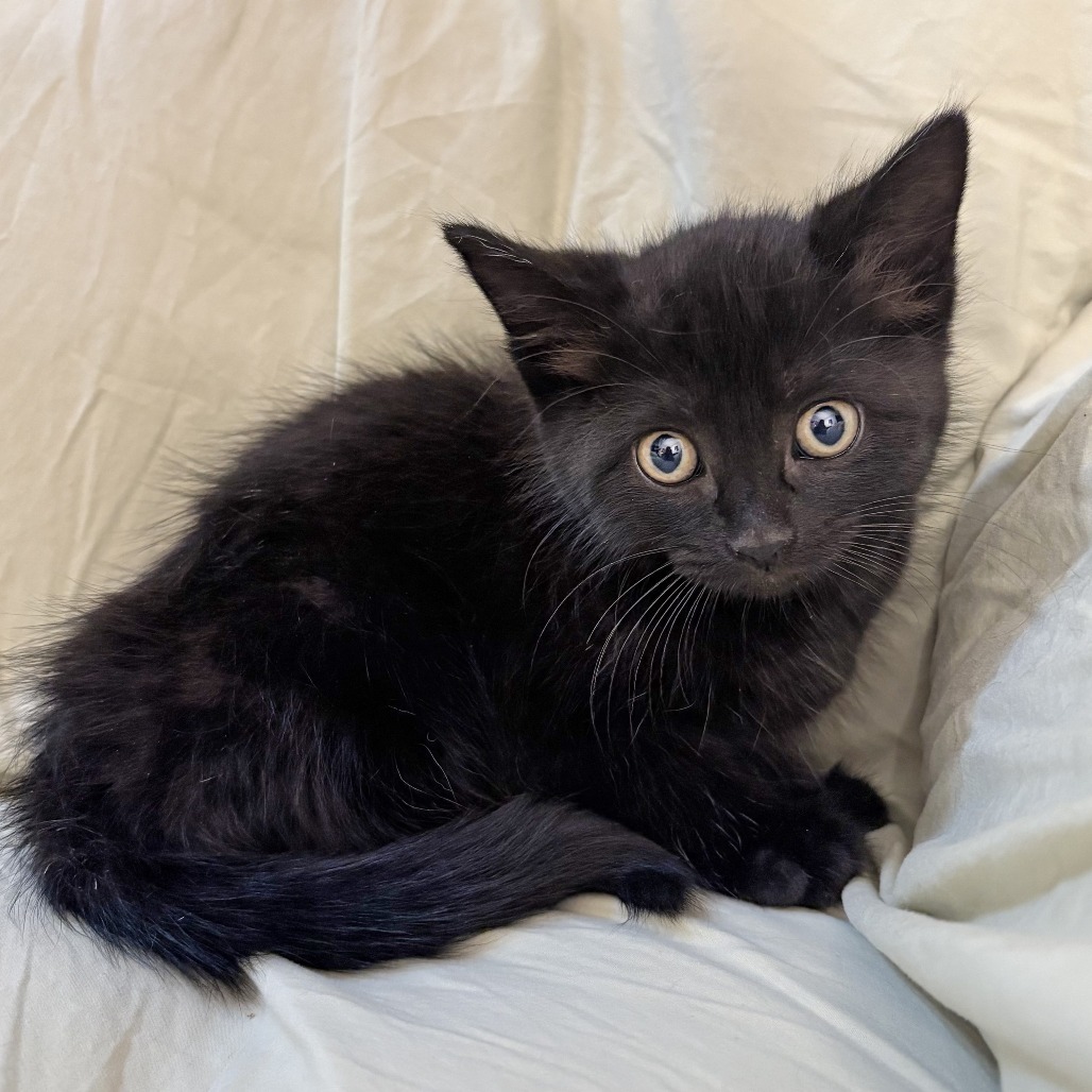 Pesto, an adoptable Domestic Short Hair in Wichita, KS, 67208 | Photo Image 3