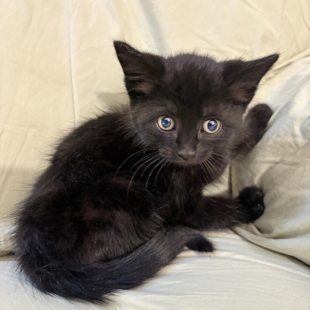 Pesto, an adoptable Domestic Short Hair in Wichita, KS, 67208 | Photo Image 4