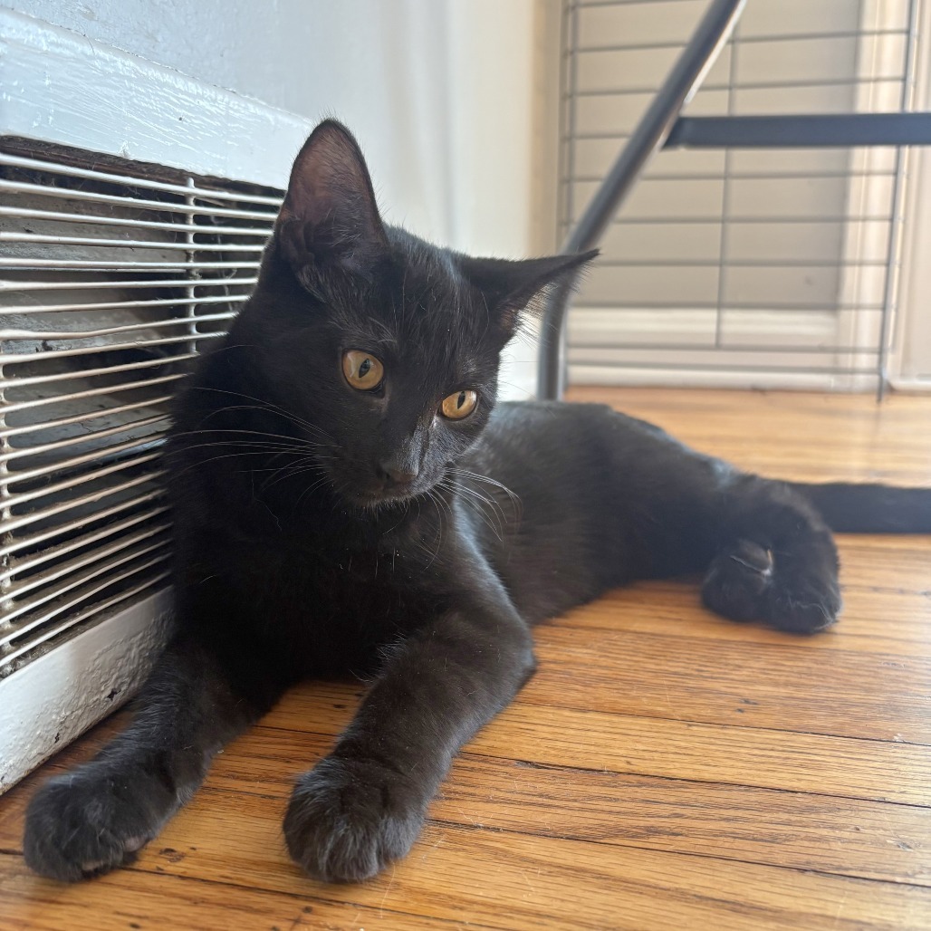 Pesto, an adoptable Domestic Short Hair in Wichita, KS, 67208 | Photo Image 6
