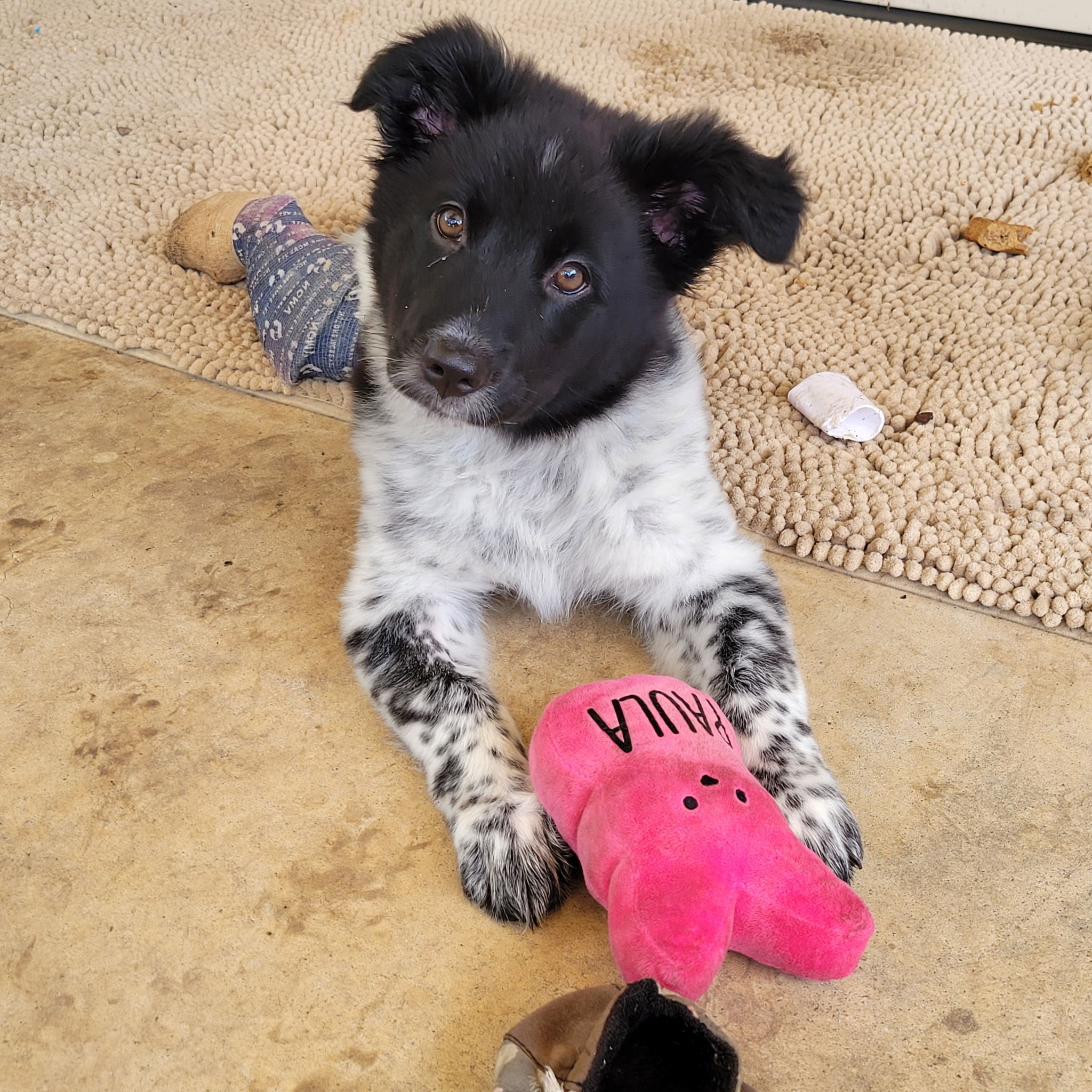 Callisto (Callie) DFW