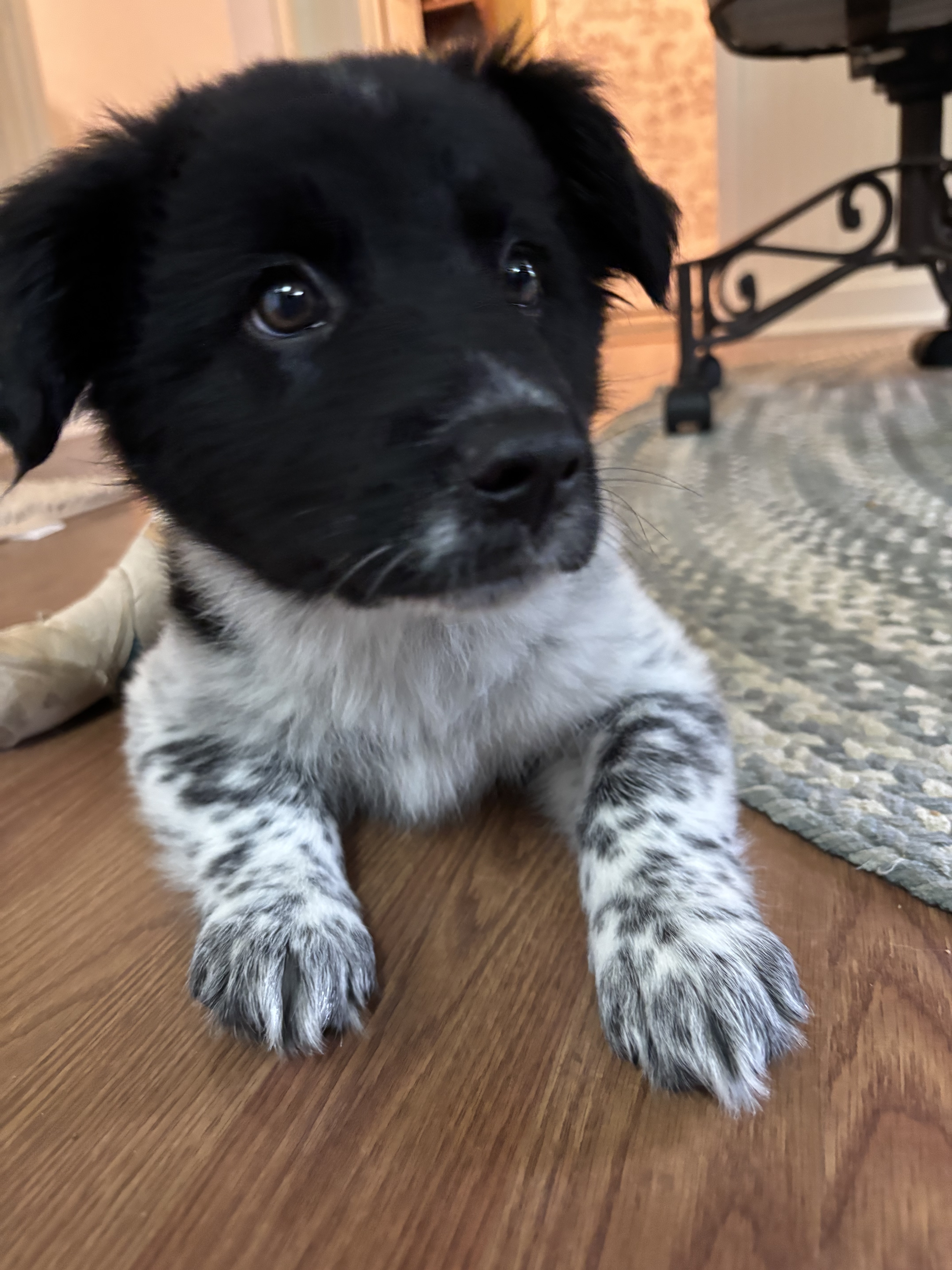 Callisto (Callie) DFW