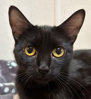 Laurent, Young Female Domestic Short Hair