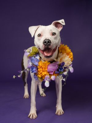 Avadior, Adult Female Pit Bull Terrier