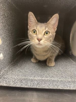 Sage, Young Female Domestic Short Hair