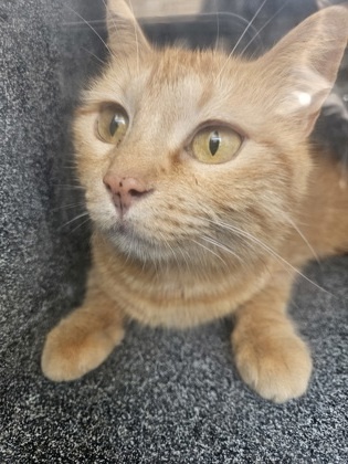 Clementine
