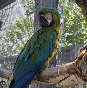 Irma, Senior Male Macaw