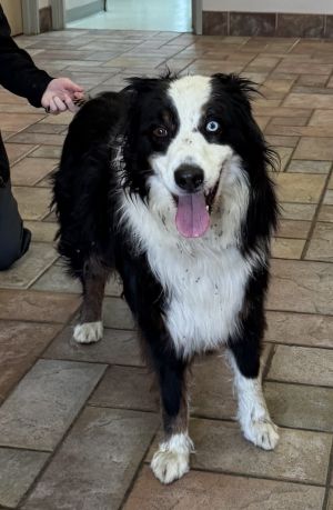 Rex, Adult Male Australian Shepherd