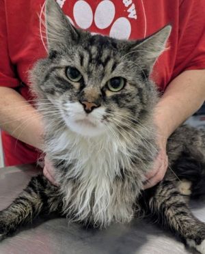 Sunflower, Young Male Domestic Long Hair