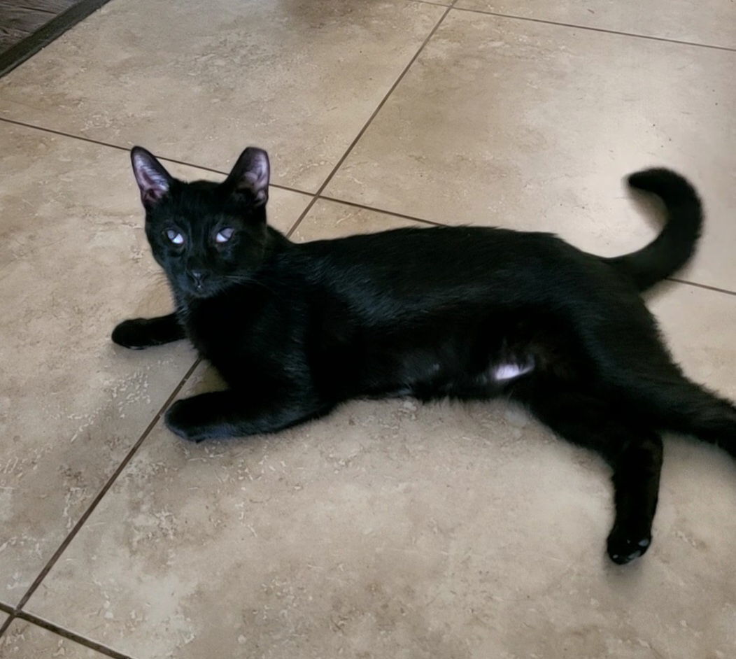 Endora