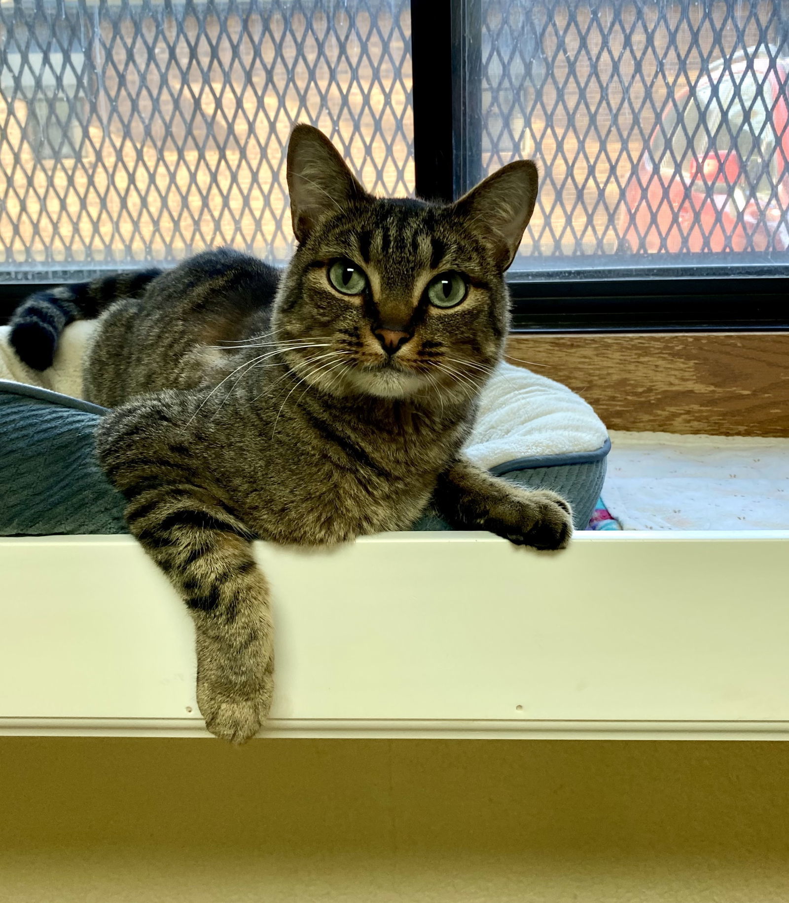 Tapioca, an adoptable Domestic Short Hair, Tabby in Fargo, ND, 58103 | Photo Image 1