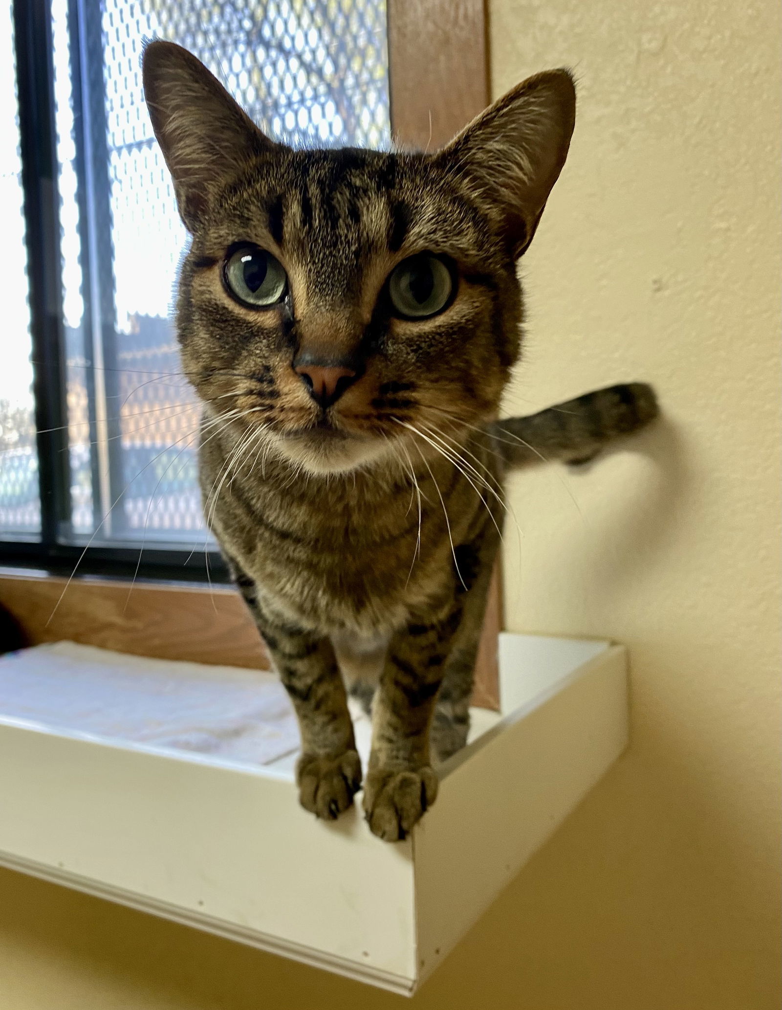 Tapioca, an adoptable Domestic Short Hair, Tabby in Fargo, ND, 58103 | Photo Image 2