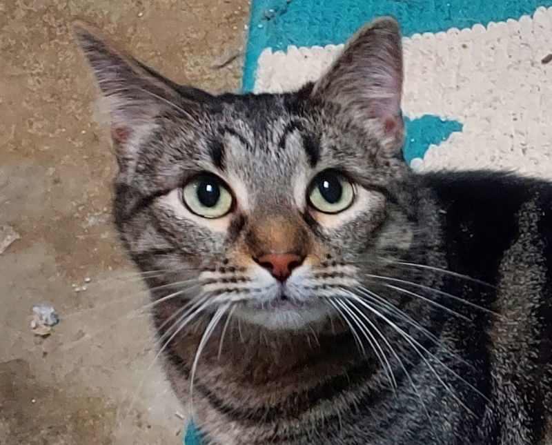 Whiskey, an adoptable Tabby in Pineville, LA, 71361 | Photo Image 1