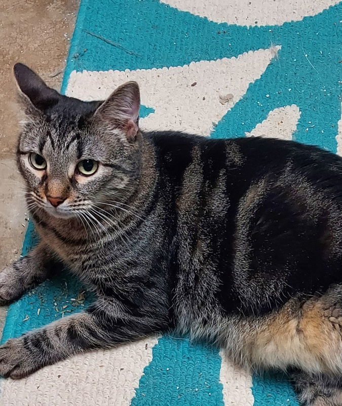 Whiskey, an adoptable Tabby in Pineville, LA, 71361 | Photo Image 2