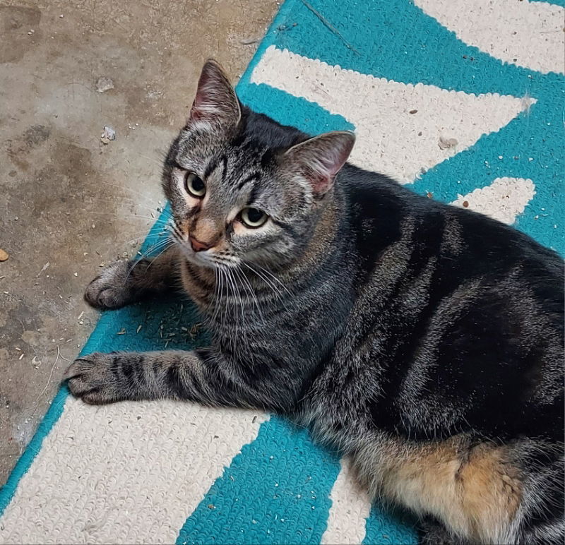 Whiskey, an adoptable Tabby in Pineville, LA, 71361 | Photo Image 3