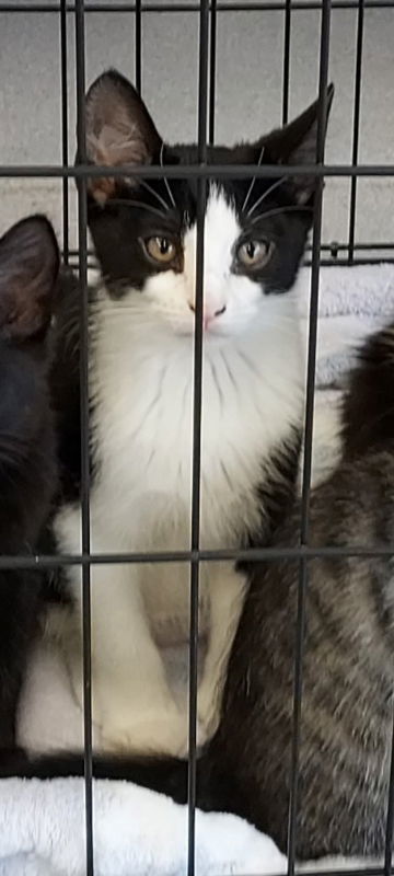 Baby Preshy, an adoptable Domestic Short Hair, Tuxedo in Pineville, LA, 71361 | Photo Image 1