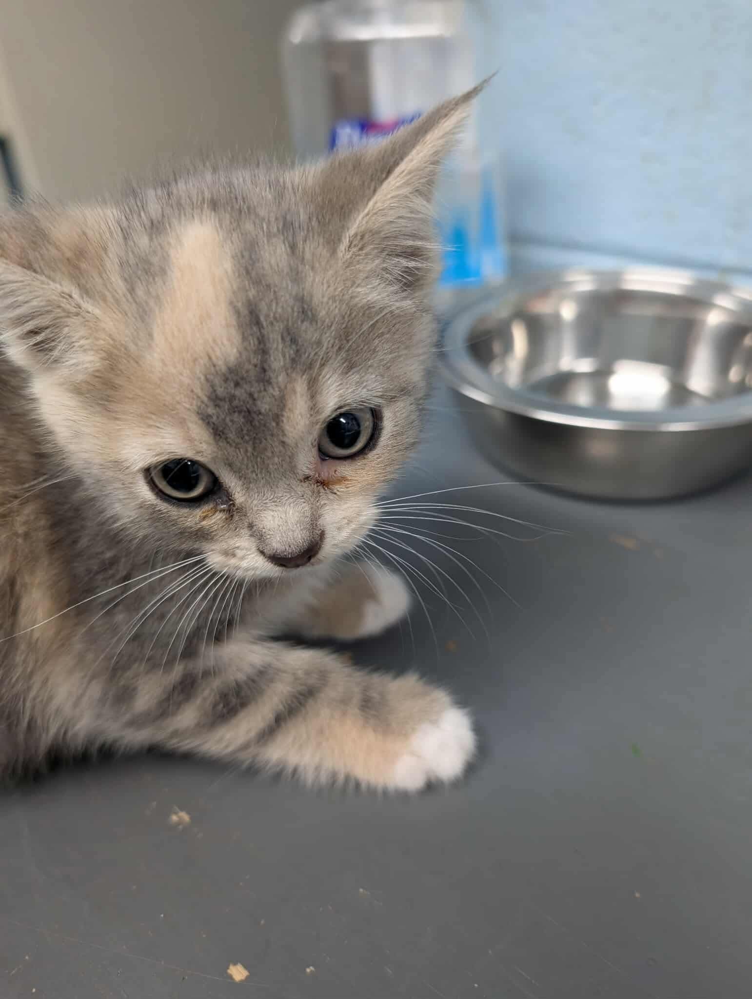 Kira: At shelter