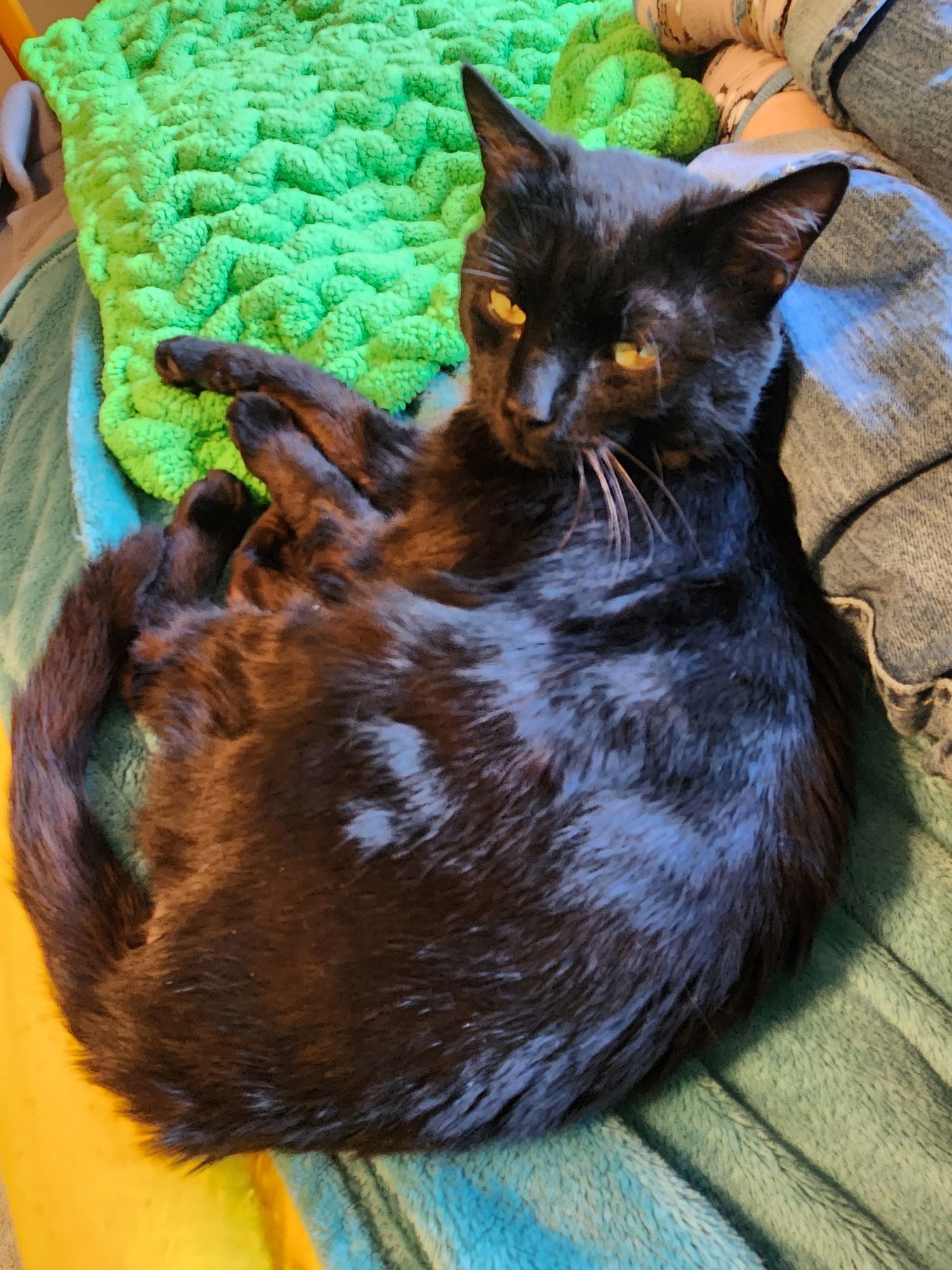 Yancey: Visit At Petsmart Lynchburg