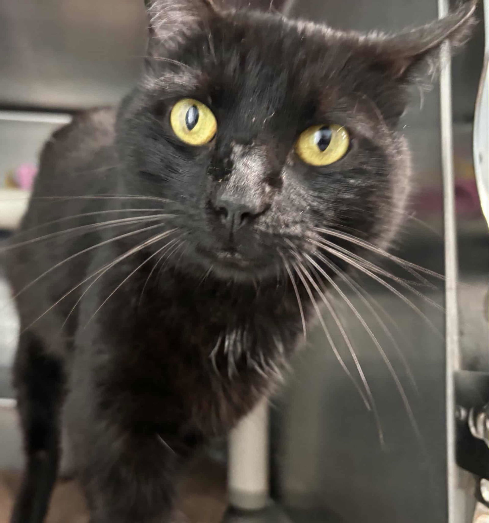 Yancey: Visit At Petsmart Lynchburg
